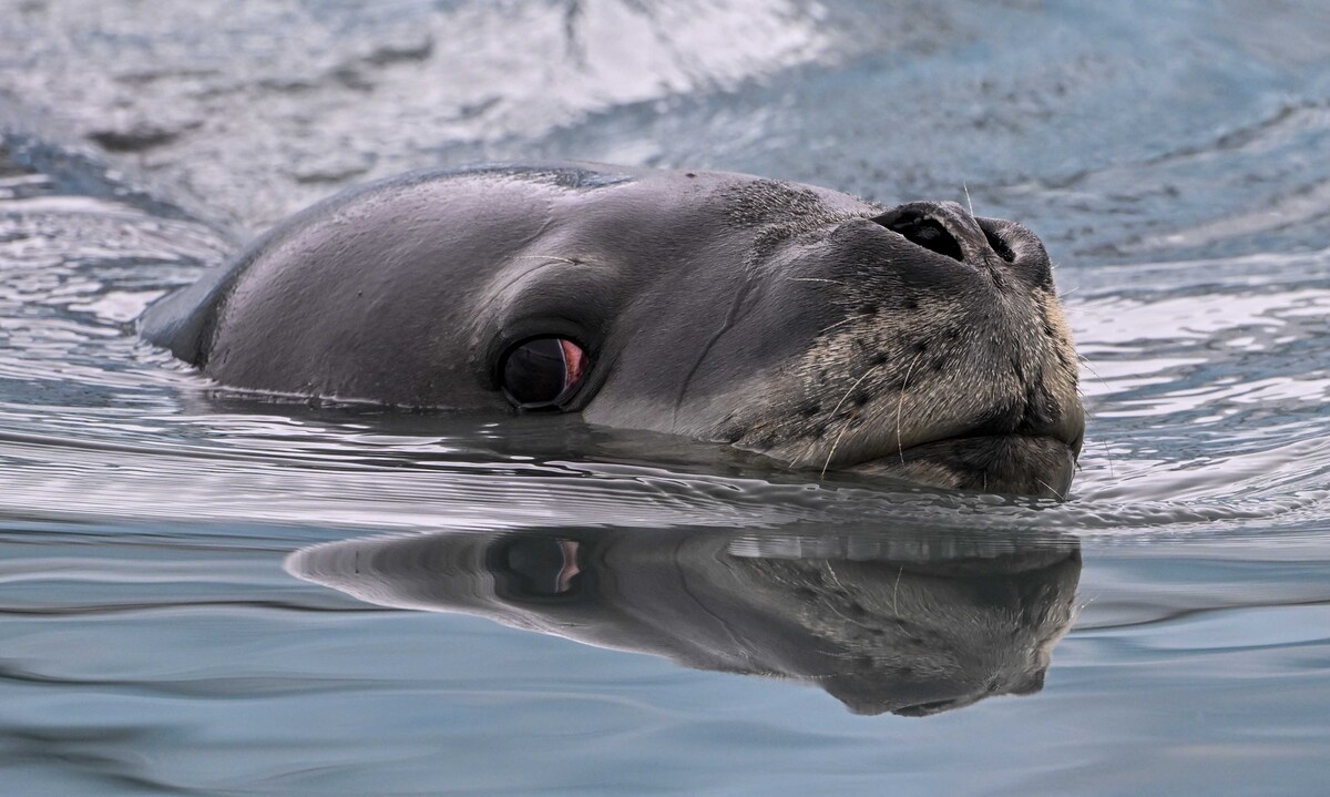 sea leopards